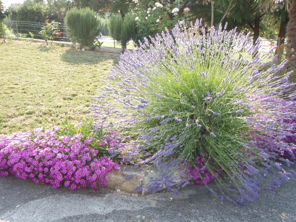 Guest House Jasmin Rovigno Esterno foto